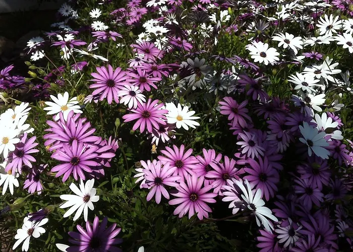 Buganvillas Apartman *