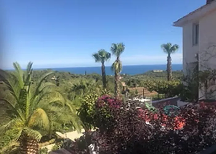 Buganvillas